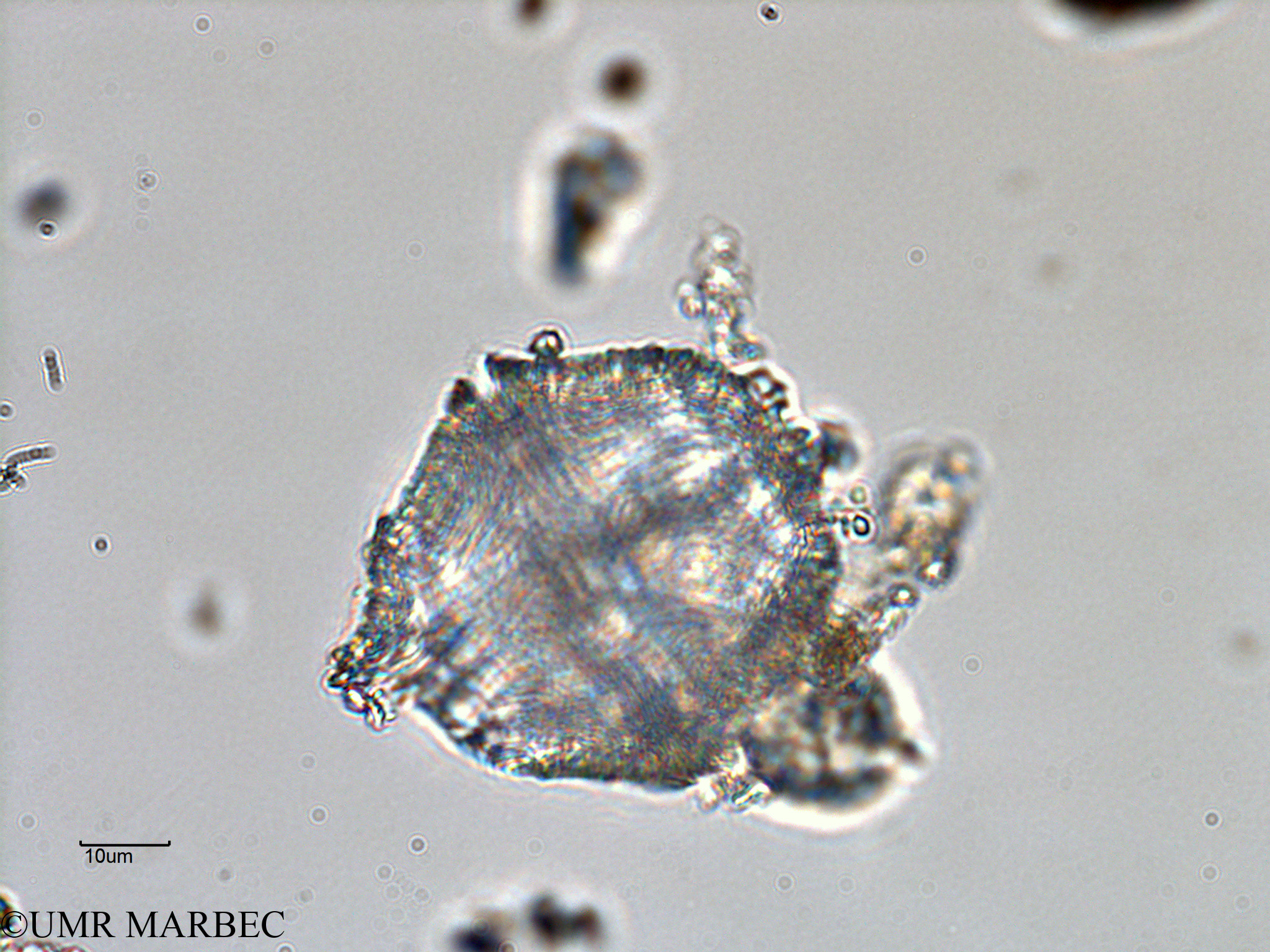 phyto/Bizerte/bizerte_bay/RISCO February 2015/Lingulodinium polyedrum (ancien Gonyaulax spinifera -ancien Baie_T5-ACW2-Gonyaulax-7).tif(copy).jpg